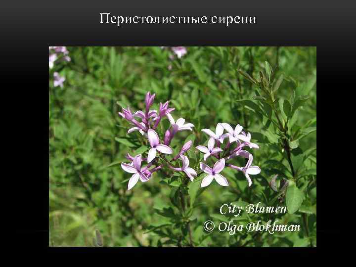 Перистолистные сирени 