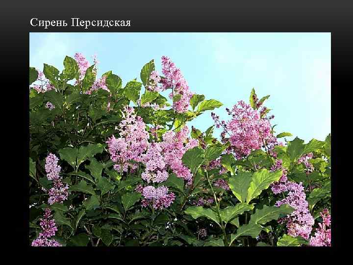  Сирень Персидская 