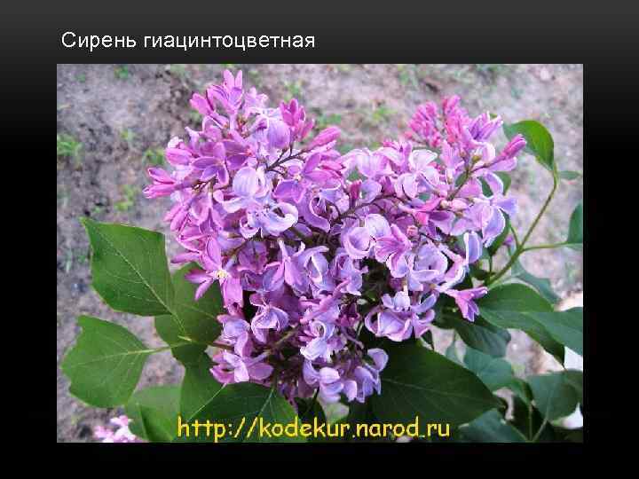  Сирень гиацинтоцветная 