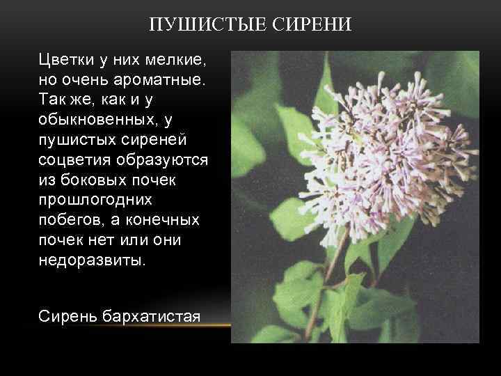 ПУШИСТЫЕ СИРЕНИ Цветки у них мелкие, но очень ароматные. Так же, как и у
