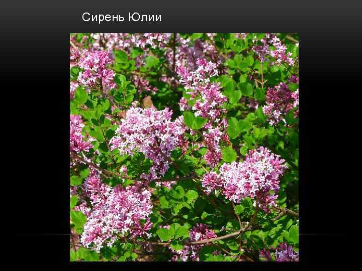  Сирень Юлии 