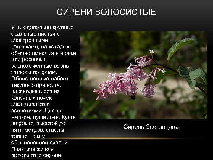 СИРЕНИ ВОЛОСИСТЫЕ У них довольно крупные овальные листья с заостренными кончиками, на которых обычно