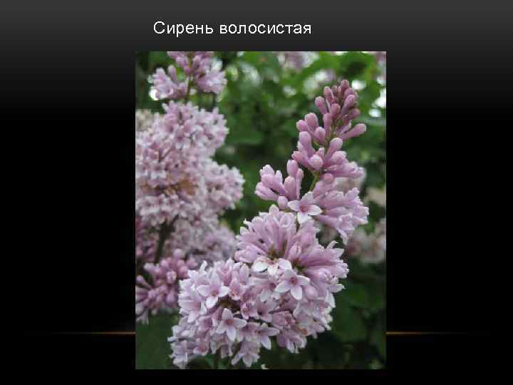  Сирень волосистая 