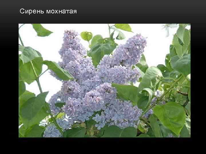  Сирень мохнатая 