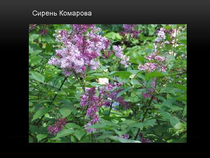  Сирень Комарова 