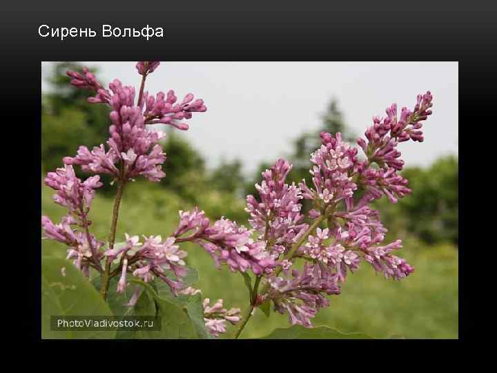 Сирень Вольфа 