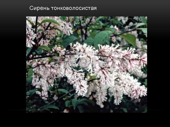  Сирень тонковолосистая 