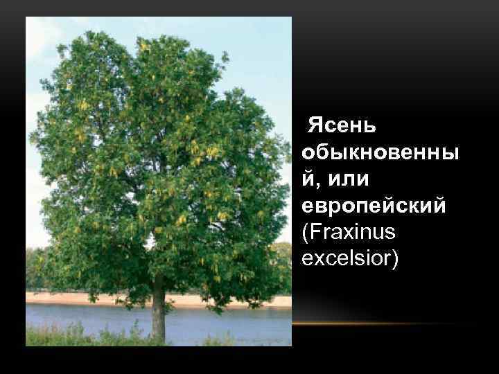 Ясень обыкновенны й, или европейский (Fraxinus excelsior) 