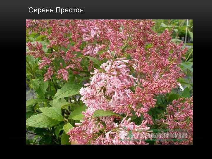  Сирень Престон 