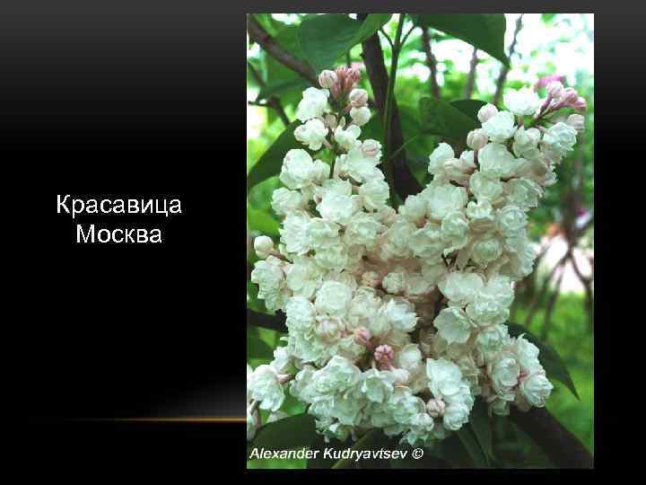 Красавица Москва 