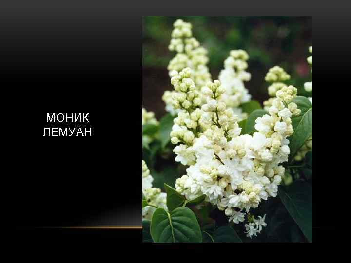 МОНИК ЛЕМУАН 