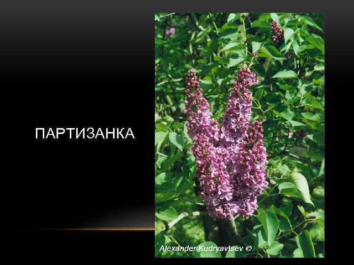 ПАРТИЗАНКА 