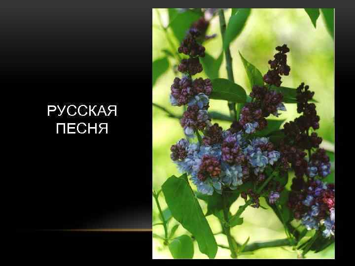 РУССКАЯ ПЕСНЯ 