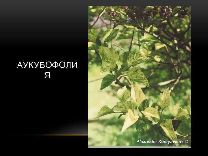 АУКУБОФОЛИ Я 