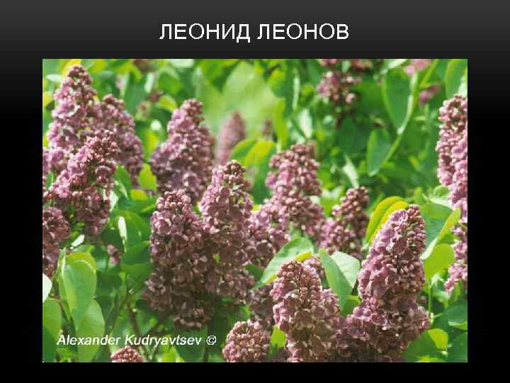 ЛЕОНИД ЛЕОНОВ 