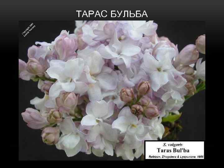 ТАРАС БУЛЬБА 