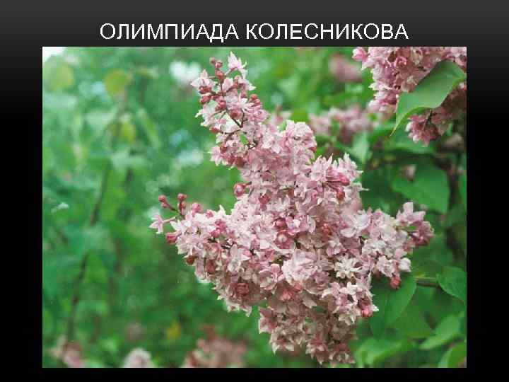 ОЛИМПИАДА КОЛЕСНИКОВА 