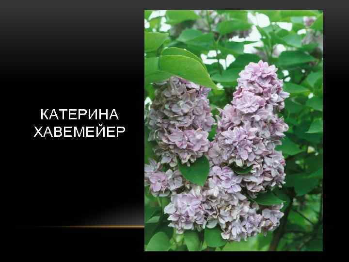 КАТЕРИНА ХАВЕМЕЙЕР 