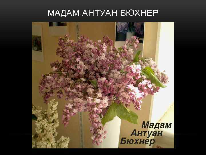 МАДАМ АНТУАН БЮХНЕР 
