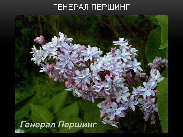 ГЕНЕРАЛ ПЕРШИНГ 