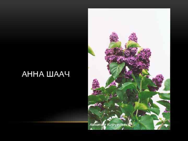 АННА ШААЧ 