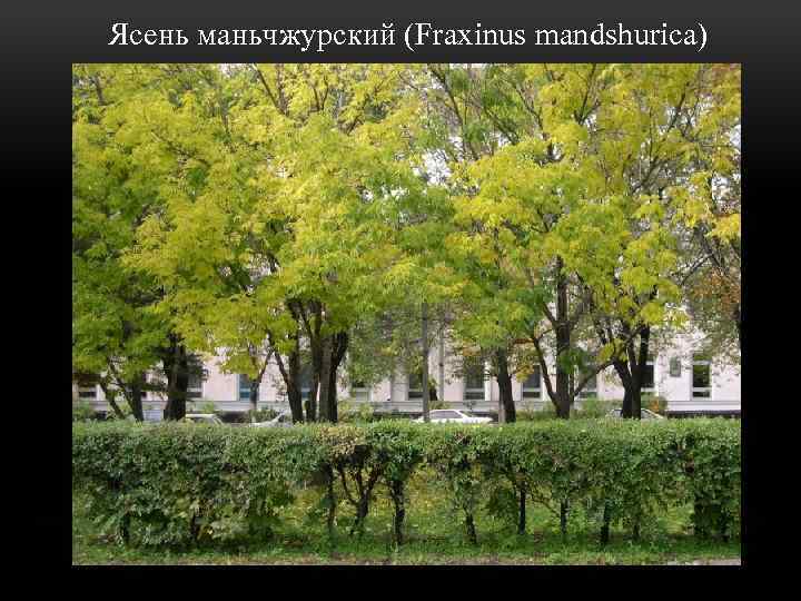  Ясень маньчжурский (Fraxinus mandshurica) 