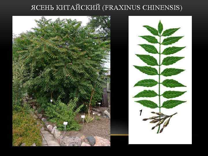  ЯСЕНЬ КИТАЙСКИЙ (FRAXINUS CHINENSIS) 