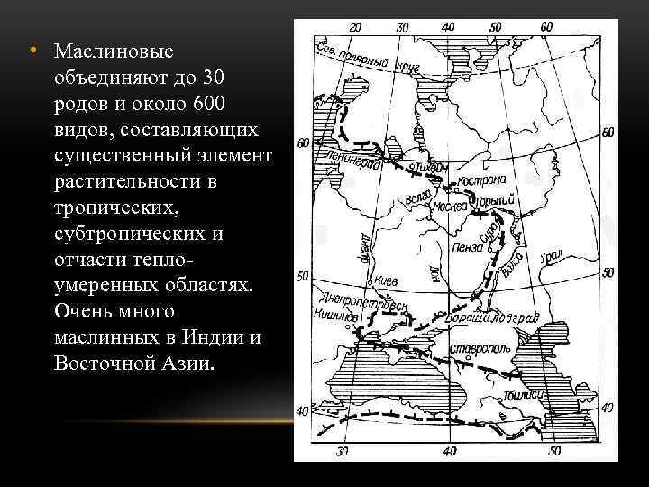  • Маслиновые объединяют до 30 родов и около 600 видов, составляющих существенный элемент