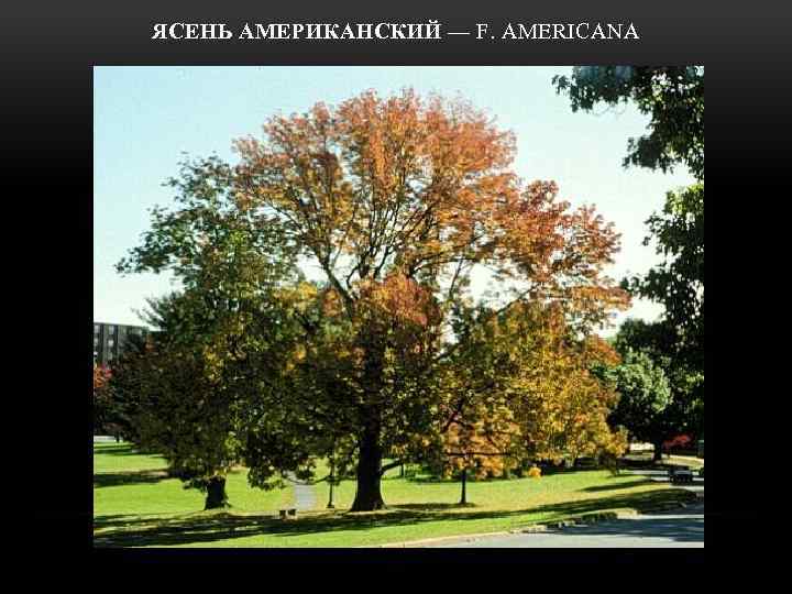  ЯСЕНЬ АМЕРИКАНСКИЙ — F. AMERICANA 