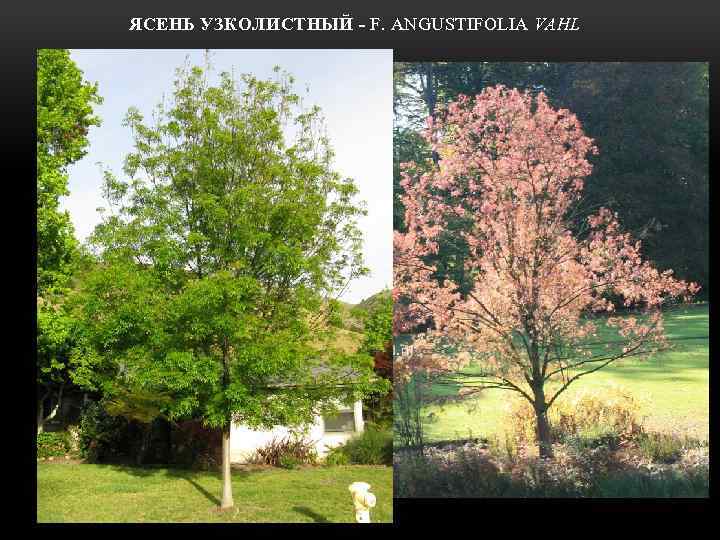 ЯСЕНЬ УЗКОЛИСТНЫЙ - F. ANGUSTIFOLIA VAHL 
