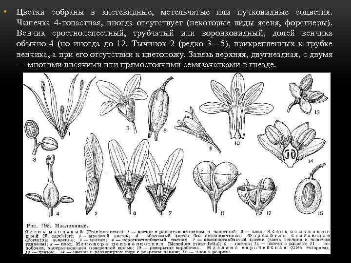  • Цветки собраны в кистевидные, метельчатые или пучковидные соцветия. Чашечка 4 -лопастная, иногда
