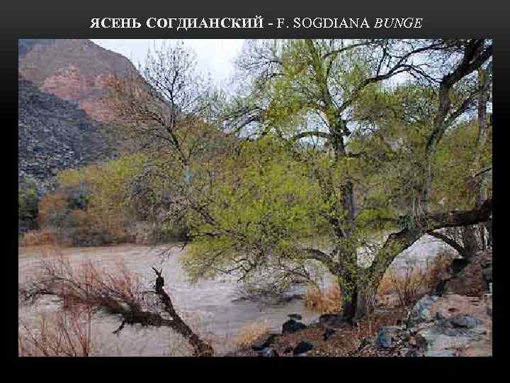  ЯСЕНЬ СОГДИАНСКИЙ - F. SOGDIANA BUNGE 