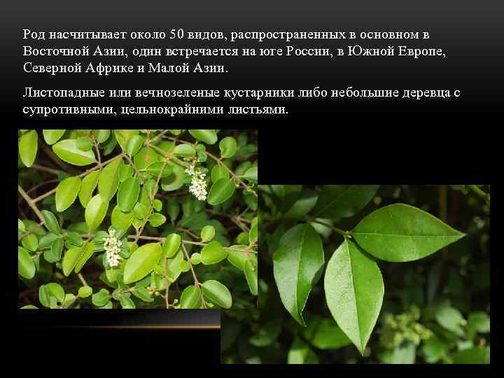 Род насчитывает около 50 видов, распространенных в основном в Восточной Азии, один встречается на