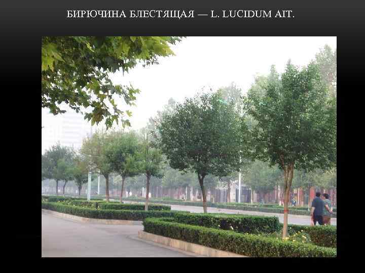  БИРЮЧИНА БЛЕСТЯЩАЯ — L. LUCIDUM AIT. 