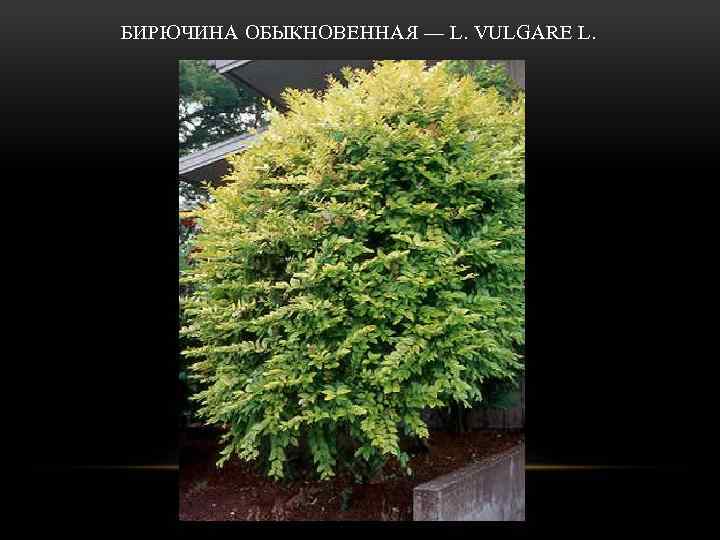  БИРЮЧИНА ОБЫКНОВЕННАЯ — L. VULGARE L. 