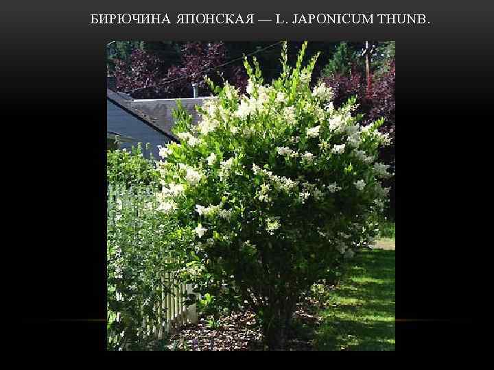  БИРЮЧИНА ЯПОНСКАЯ — L. JAPONICUM THUNB. 
