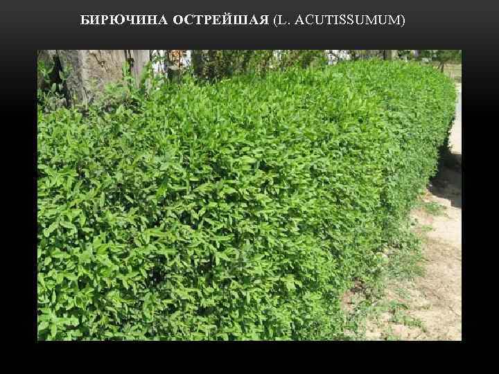  БИРЮЧИНА ОСТРЕЙШАЯ (L. ACUTISSUMUM) 