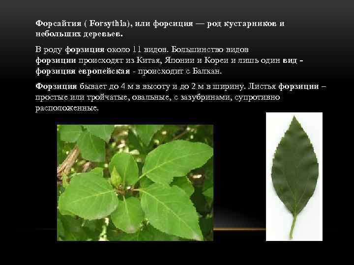 Форсайтия ( Forsythia), или форсиция — род кустарников и небольших деревьев. В роду форзиция