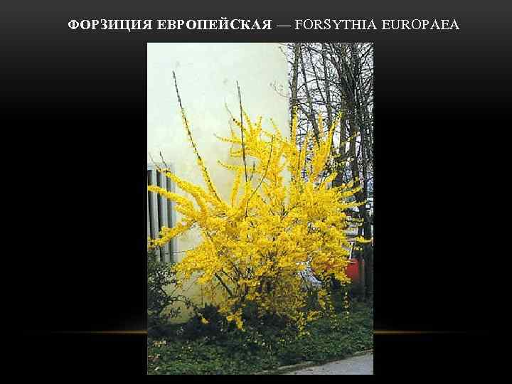  ФОРЗИЦИЯ ЕВРОПЕЙСКАЯ — FORSYTHIA EUROPAEA 