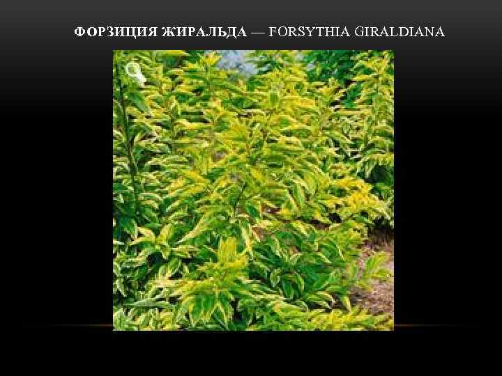 ФОРЗИЦИЯ ЖИРАЛЬДА — FORSYTHIA GIRALDIANA 