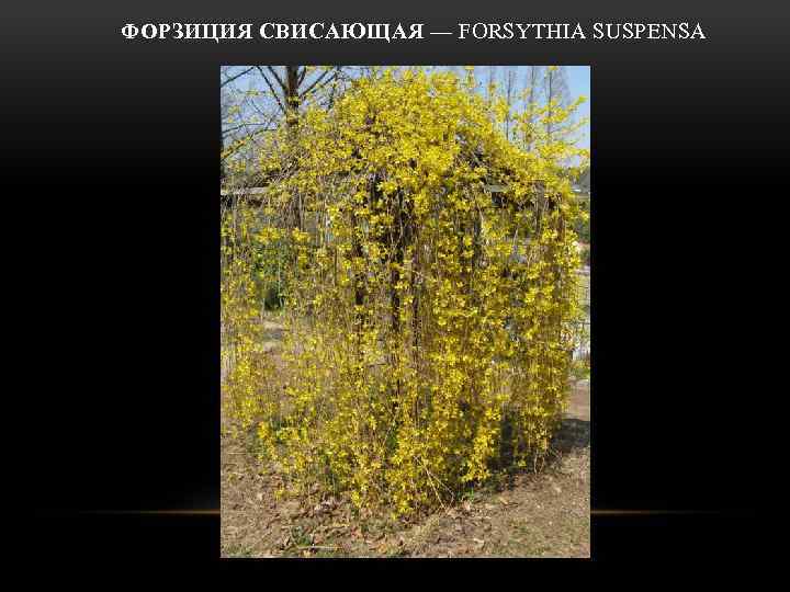  ФОРЗИЦИЯ СВИСАЮЩАЯ — FORSYTHIA SUSPENSA 