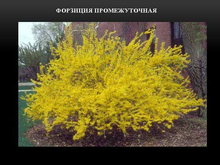  ФОРЗИЦИЯ ПРОМЕЖУТОЧНАЯ 