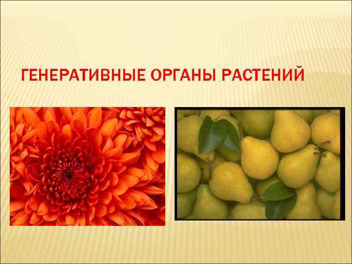 ГЕНЕРАТИВНЫЕ ОРГАНЫ РАСТЕНИЙ 