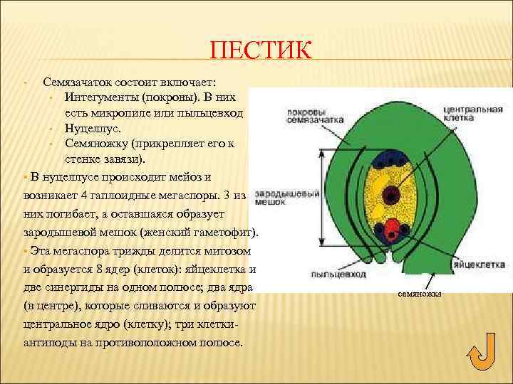 ПЕСТИК Семязачаток состоит включает: • Интегументы (покровы). В них есть микропиле или пыльцевход •