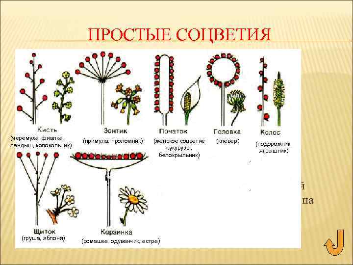 ПРОСТЫЕ СОЦВЕТИЯ (черемуха, фиалка, ландыш, колокольчик) (примула, проломник) (женское соцветие кукурузы, белокрыльник) (клевер) (подорожник,