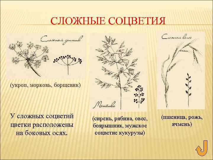 СЛОЖНЫЕ СОЦВЕТИЯ (укроп, морковь, борщевик) У сложных соцветий цветки расположены на боковых осях. (сирень,