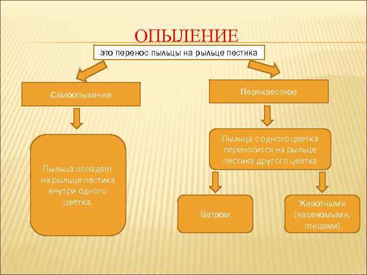 ОПЫЛЕНИЕ это перенос пыльцы на рыльце пестика Перекрестное Самоопыление Пыльца попадает на рыльце пестика