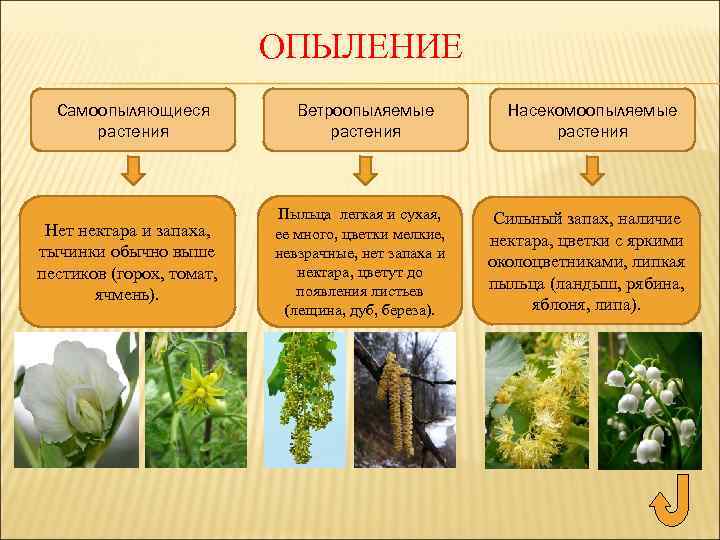 ОПЫЛЕНИЕ Самоопыляющиеся растения Нет нектара и запаха, тычинки обычно выше пестиков (горох, томат, ячмень).