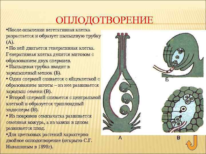 ОПЛОДОТВОРЕНИЕ • После опылении вегетативная клетка разрастается и образует пыльцевую трубку (А). • По