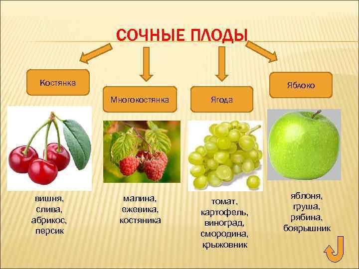 СОЧНЫЕ ПЛОДЫ Костянка Яблоко Многокостянка вишня, слива, абрикос, персик малина, ежевика, костяника Ягода томат,